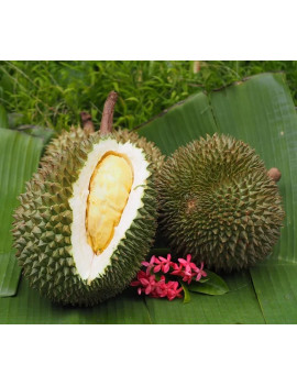 Durian Ka­nYao [ganze...