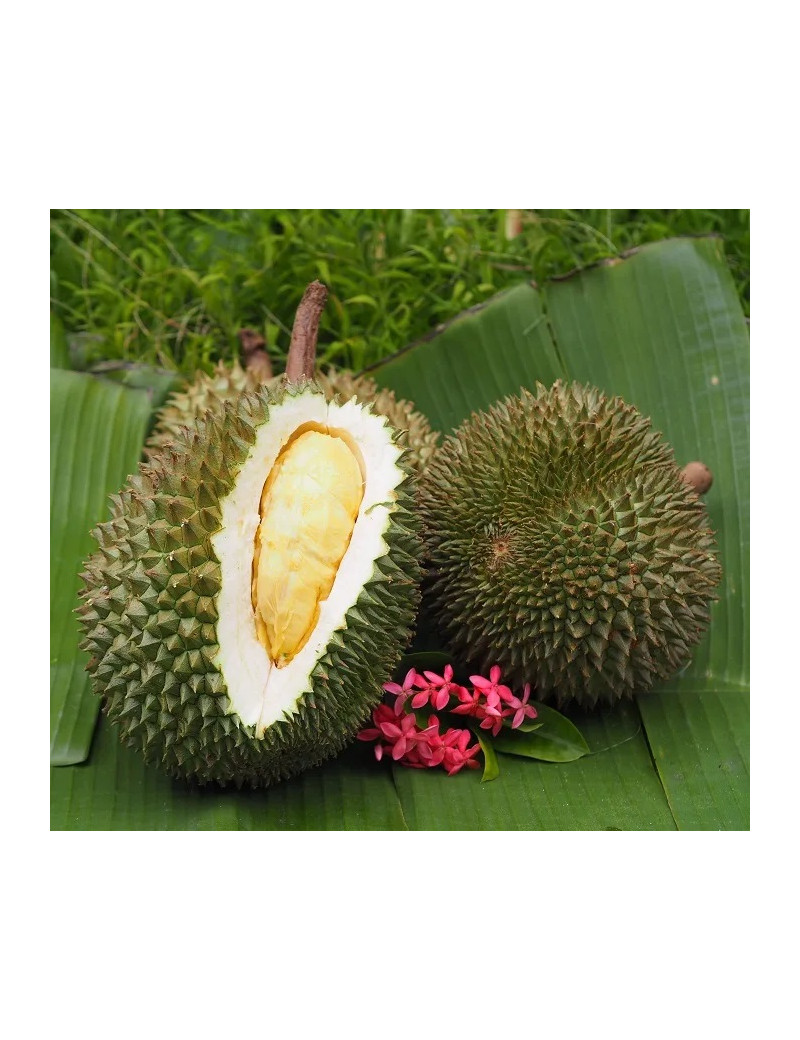 Durian Ka­nYao [ganze Frucht]