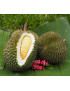 Durian Ka­nYao [ganze Frucht]