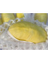 Durian MornThong Fruchtfleisch [1000g]