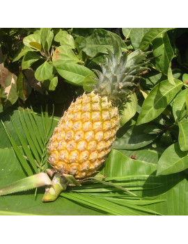 Ananas Phuket