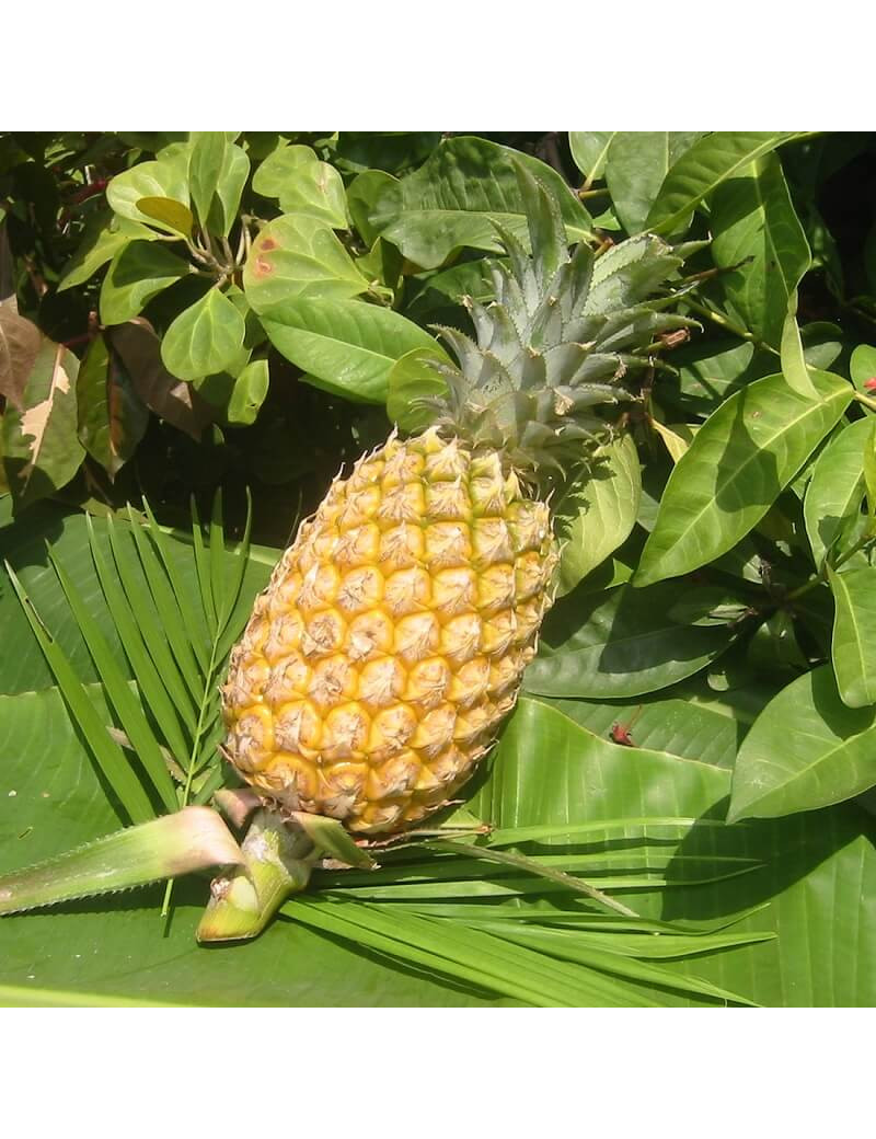 Ananas Phuket