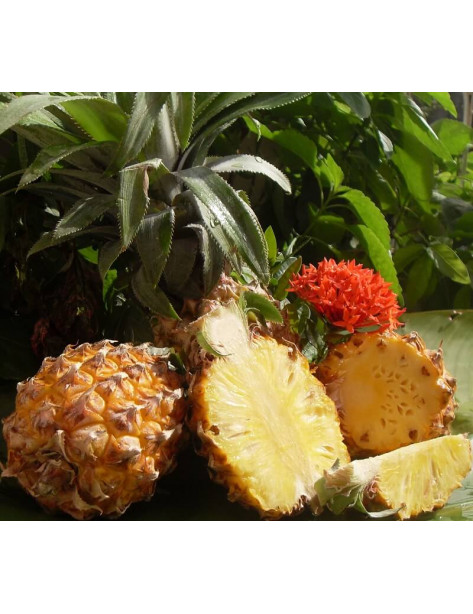 Ananas PhuLae / Baby