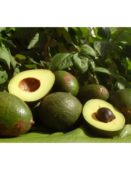 Avocado Thai Auslese