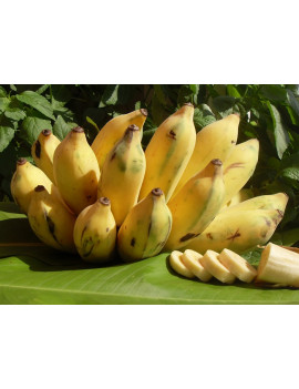 Banane NamWah