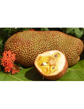 Cempedak