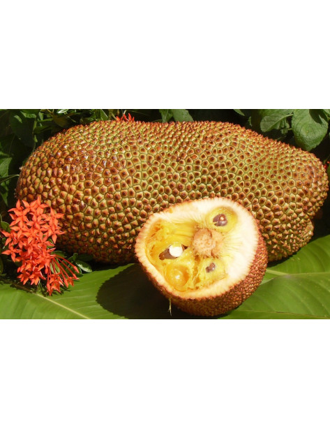 Cempedak