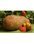 Cempedak