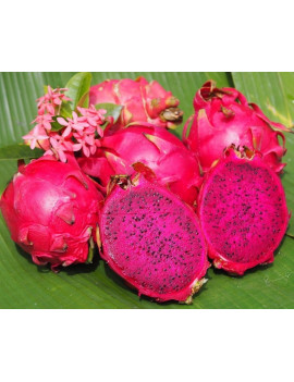 Drachenfrucht Thai rot