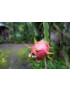 Drachenfrucht Thai rot