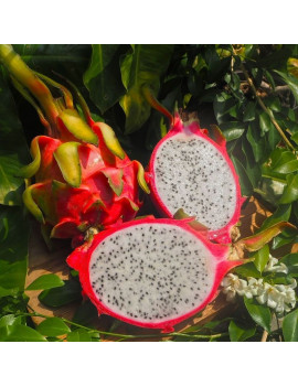 Drachenfrucht Thai weiß