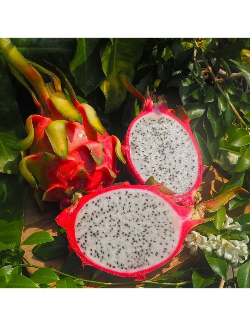 Drachenfrucht Thai weiß