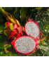 Drachenfrucht Thai weiß