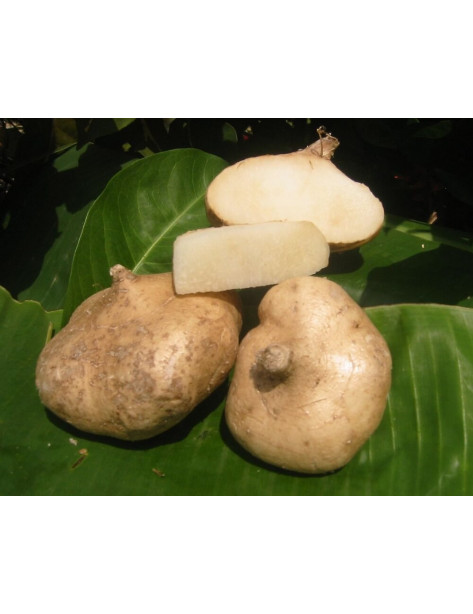 Jicama / ManGaew