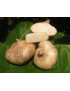 Jicama / ManGaew