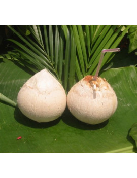 Kokosnuss NamHom light