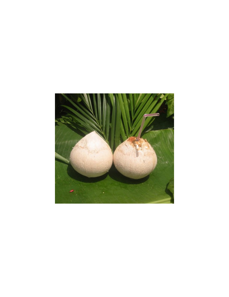 Kokosnuss NamHom light