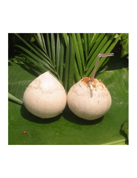 Kokosnuss NamHom light