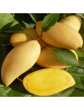 Mango NamDokMai