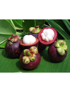 Mangostan