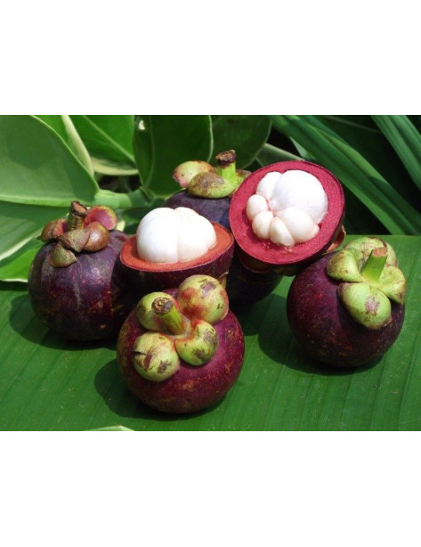 Mangostan