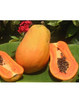 Papaya PakMaiRai