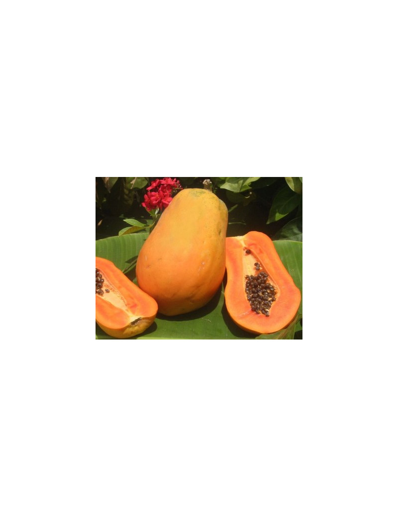 Papaya PakMaiRai