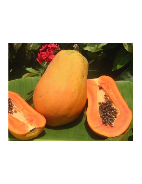Papaya PakMaiRai