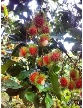 Rambutan