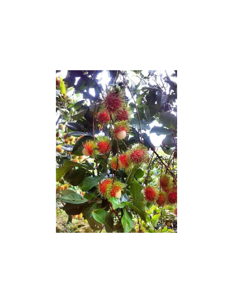 Rambutan