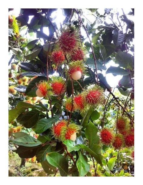 Rambutan