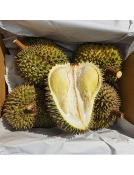 Durian MornThong...