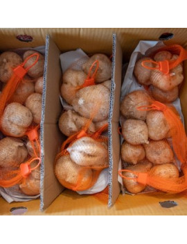 Jicama / ManGaew [10kg...